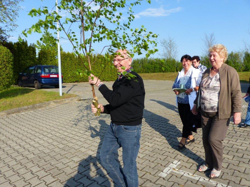 Maibaumernte.jpg